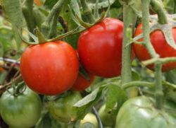 charakteristiky výbuchu rajčete