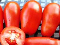 Francuskie pomidory selekcji