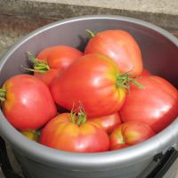 tomato mazarini
