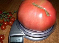 tomato zázrak země popis