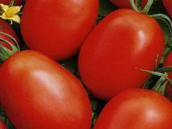 opis początkującego pomidora