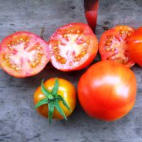 Pomidory odmiany Sanka