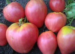 rajčata grandee
