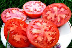 plnění bílých rajčat