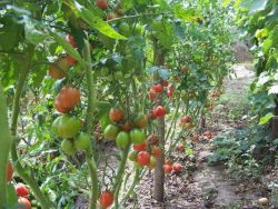 tomatoes de barao