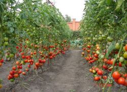култивиране на домати