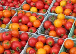най-добрите сортове домат за открита земя