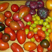 най-добрите домати за открита земя