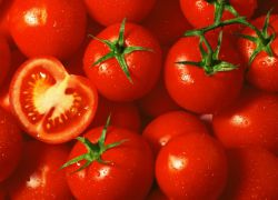 rajčata výběru sibiřské odrůdy