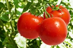 obróbka pomidorów