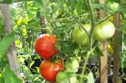 jak si rajčata rostou ve skleníku