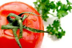 nowe odmiany pomidorów hodowli syberyjskiej
