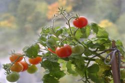 pomidory rosnące na balkonie