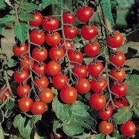 cherry rajčata na parapetu