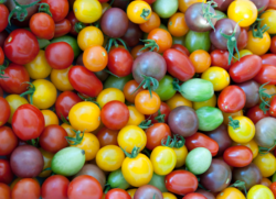nejlepších produkčních odrůd rajčat pro otevřenou půdu