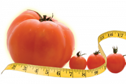 как да се увеличи плодът на доматите