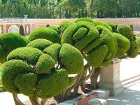 Topiary zahrady - úžasné tvary8