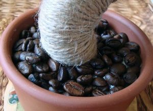 kávová zrna topiary 15