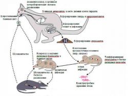 mačke toksoplazmoze1