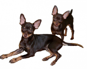 Toy Terrier и Chihuahua Differences1