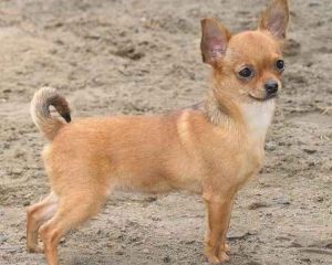 Toy Terrier in Chihuahua Razlike2