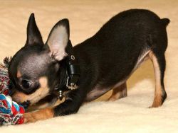 Toy Terrier - Character1