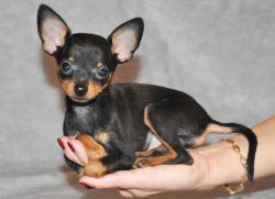 Toy Terrier - opis pasme1