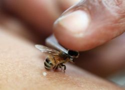 Leczenie zapalenia korzeni przez pszczoły
