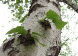 liječenje breza katrana od parazita
