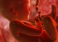 Razvoj djeteta tijekom mjeseci trudnoće