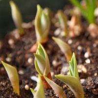 jak pěstovat tulipány v hrnci