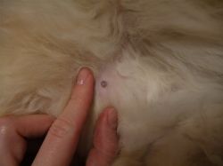 tumor mlečne žleze v mački 1