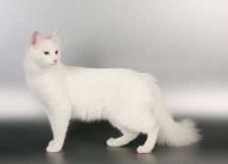 Turska mačka pasmina1
