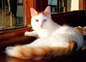 Турска порода домашни котки1