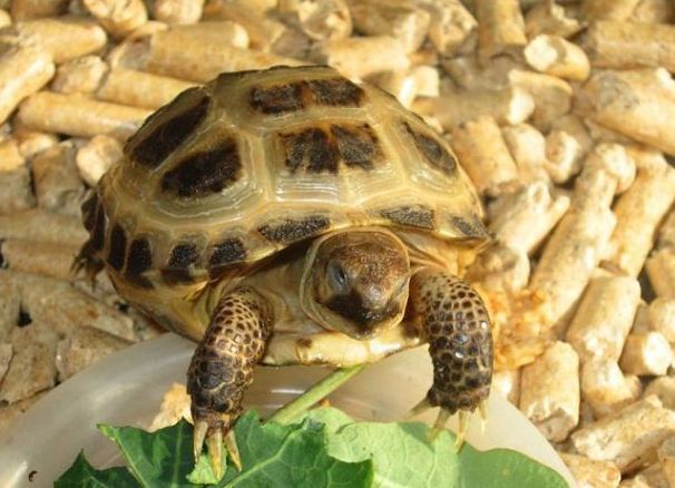 Populární typy domácí želvy 1 (želví střední Asie)
