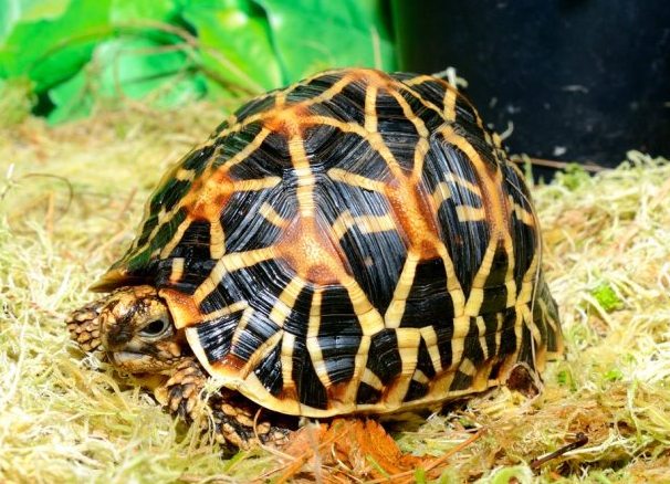 Popularne gatunki lądowych żółwi lądowych 3 (żółw w kształcie gwiazdy 1)