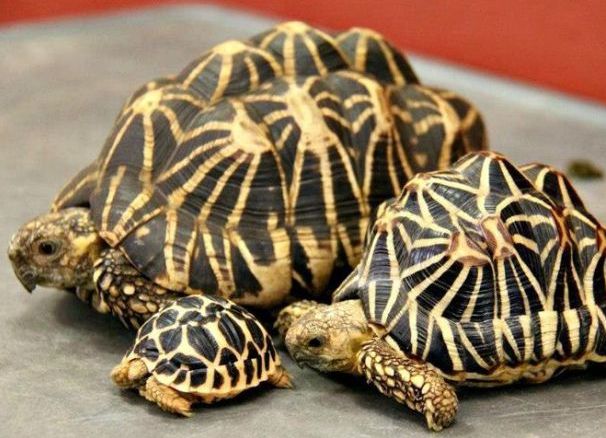 Popularne gatunki lądowych żółwi domowych 4 (żółw w kształcie gwiazdy 2)