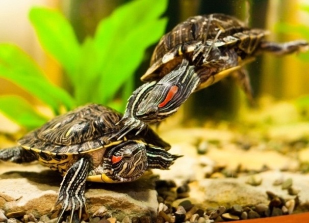 Rodzaje wodnych żółwi domowych 1 (Żółw źrenice 1)