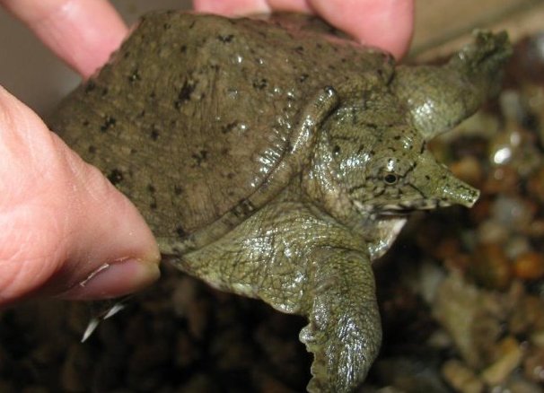Rodzaje wodnych żółwi domowych 3 (chiński Trionix 1)