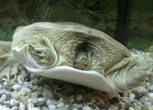 Rodzaje wodnych żółwi domowych 4 (chiński Trionix 2)