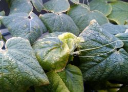 краставиците листа къдри и сухи
