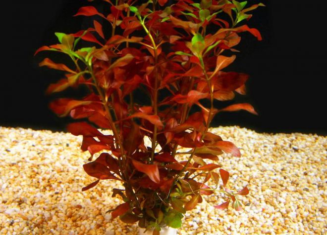 врсте акваријумских биљака4