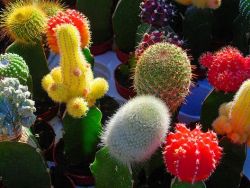 vrste cvetočih kaktusov