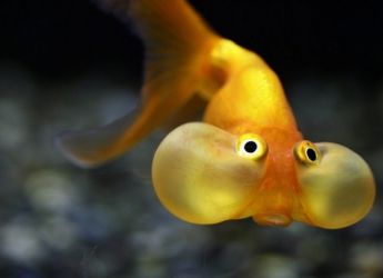 Oči vode vode zlatne ribice