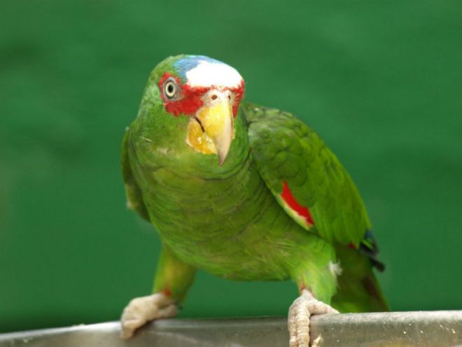 druhy papoušků pro domácnost 4