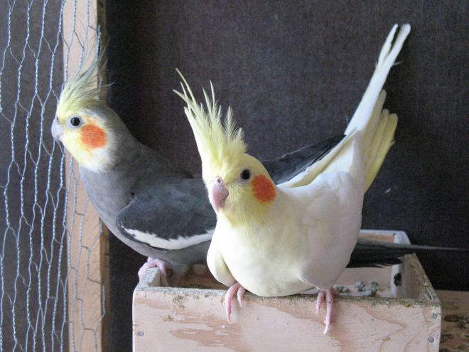 druhy papoušků pro domácnost 7
