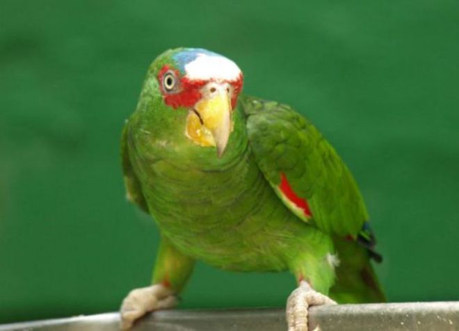 Vrste papagaji -3_0