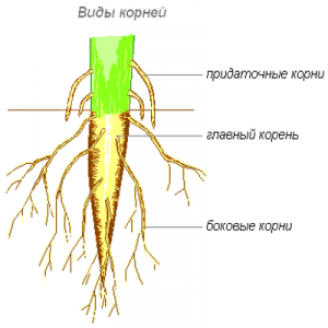 druhy kořenů a typy kořenových systémů 1