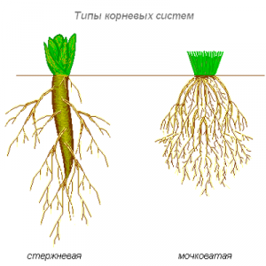 видове корени и видове корени 2
