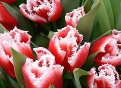 Holandské odrůdy tulipánů
